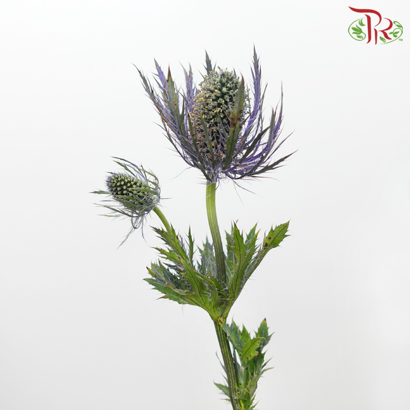 Eryngium Sharp - (5 Stems)-Netherland-prflorist.com.my