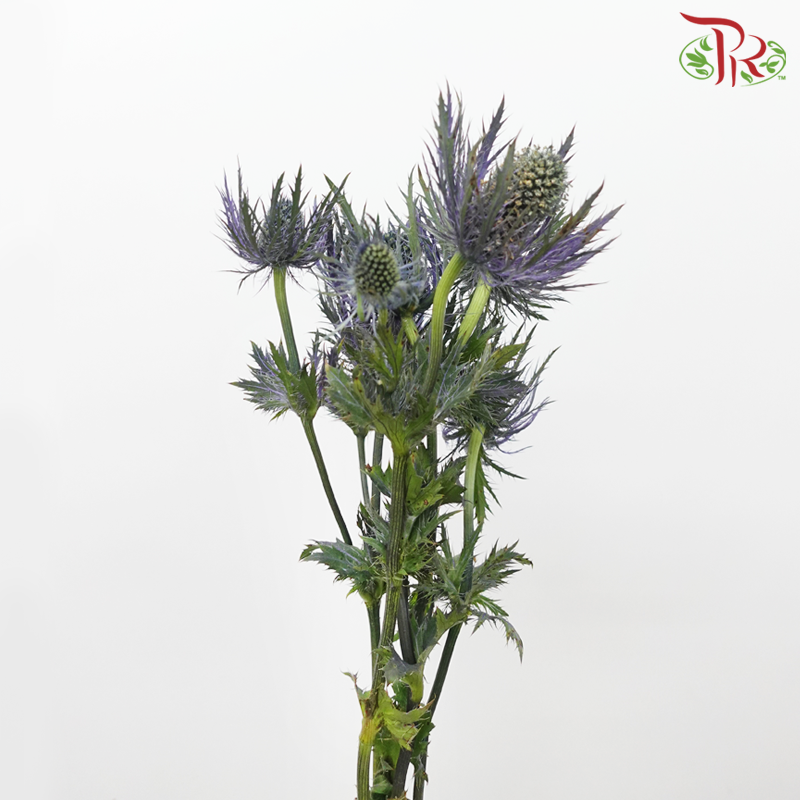 Eryngium Sharp - (5 Stems)-Netherland-prflorist.com.my