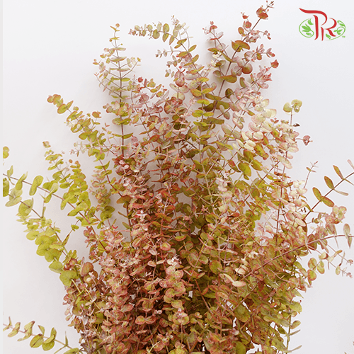 Eucalyptus - Autumn Natural (Per Bunch)-China-prflorist.com.my