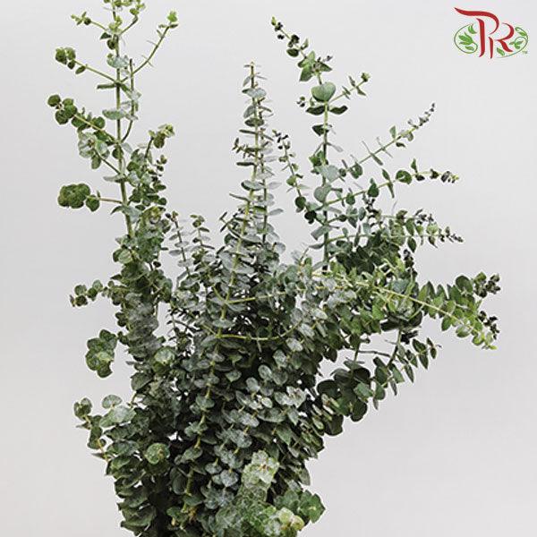 Eucalyptus Baby Blue - (200-300 Gram)-Italy-prflorist.com.my