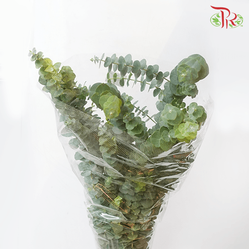 Eucalyptus Baby Blue (Small Bunch ) - (200-300 Gram)-China-prflorist.com.my