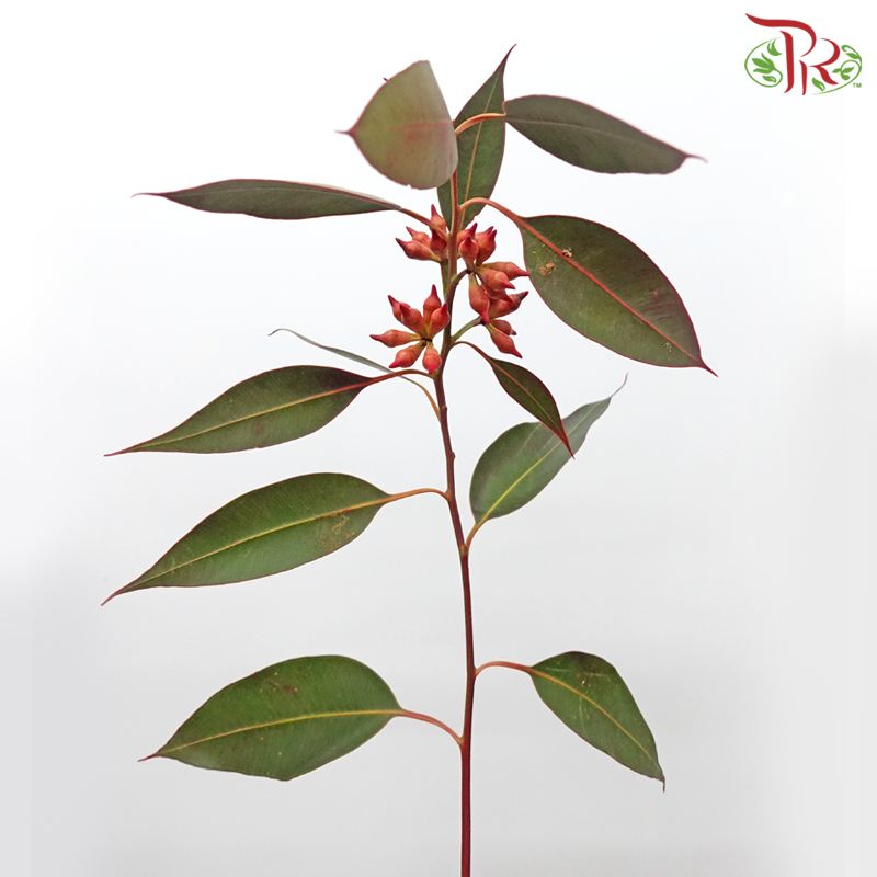 Eucalyptus Berry Dyed - (Per Bunch)-China-prflorist.com.my
