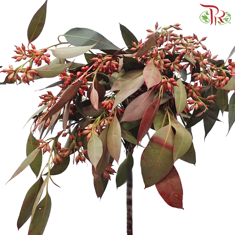 Eucalyptus Berry Dyed - (Per Bunch)-China-prflorist.com.my