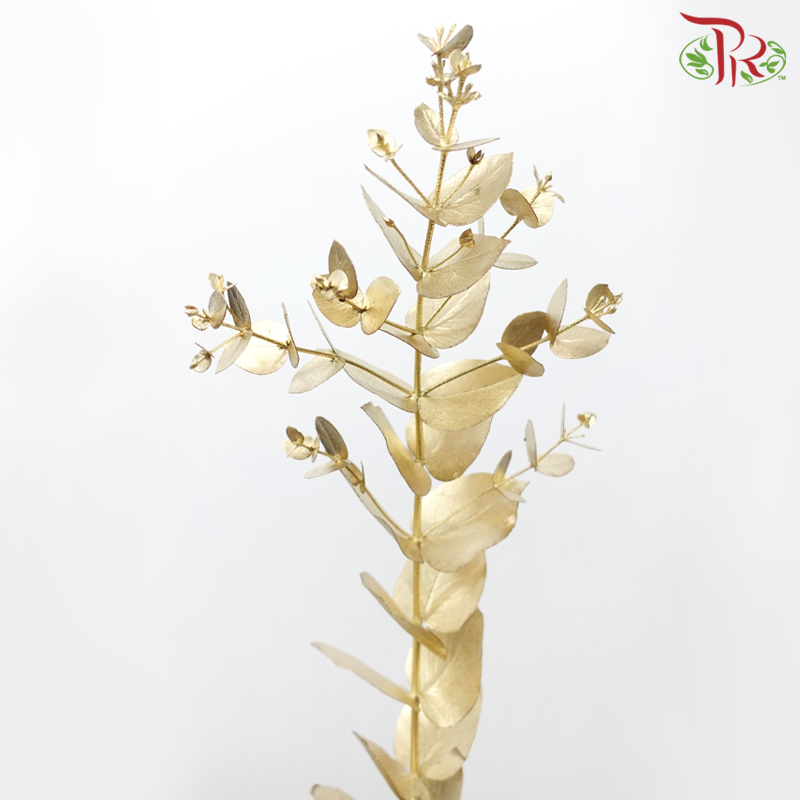 Eucalyptus Cineria Dyed - Gold (200grm)-Gold-Netherland-prflorist.com.my