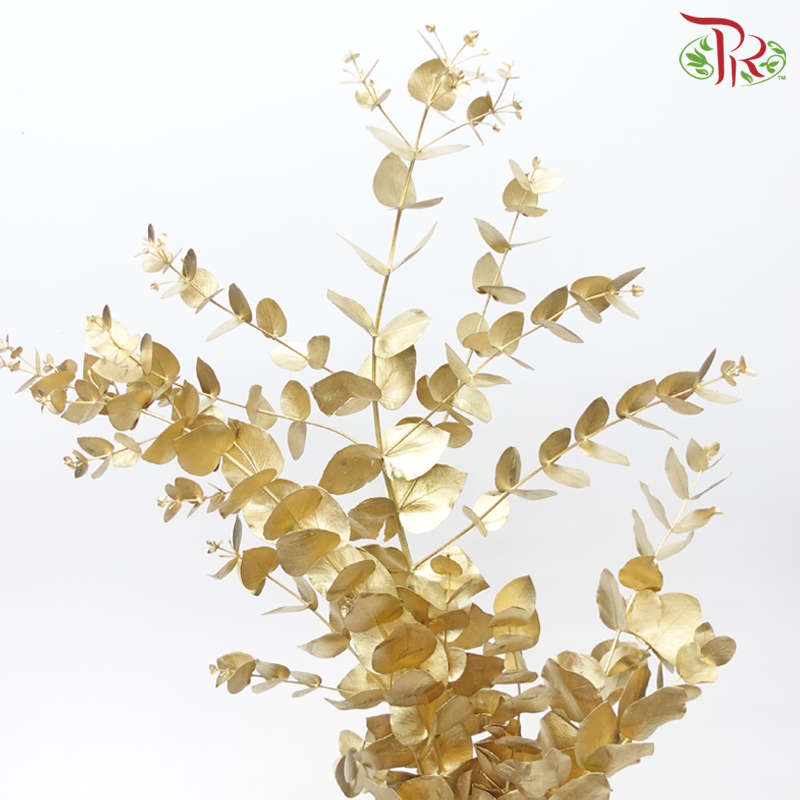 Eucalyptus Cineria Dyed - Gold (200grm)-Gold-Netherland-prflorist.com.my