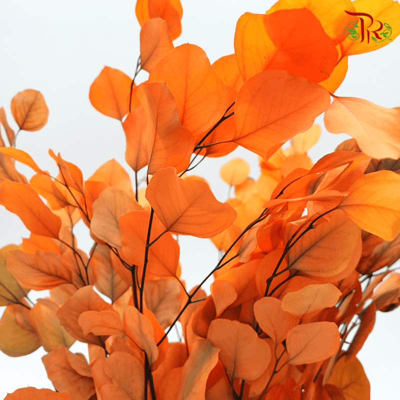 Eucalyptus Dyed Populus - Orange-Orange-China-prflorist.com.my