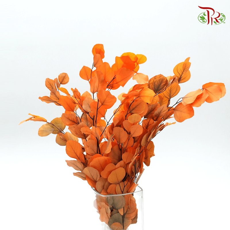 Eucalyptus Dyed Populus - Orange-Orange-China-prflorist.com.my