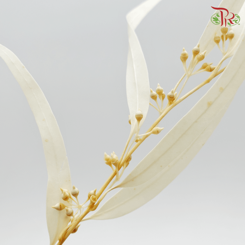 Eucalyptus Exotica Preservative ( 4017-5-011 )-White-Japan-prflorist.com.my
