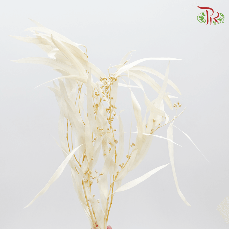 Eucalyptus Exotica Preservative ( 4017-5-011 )-White-Japan-prflorist.com.my