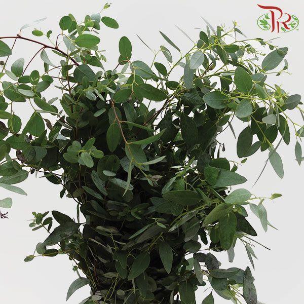 Eucalyptus - Gunni (Per Bunch)-China-prflorist.com.my