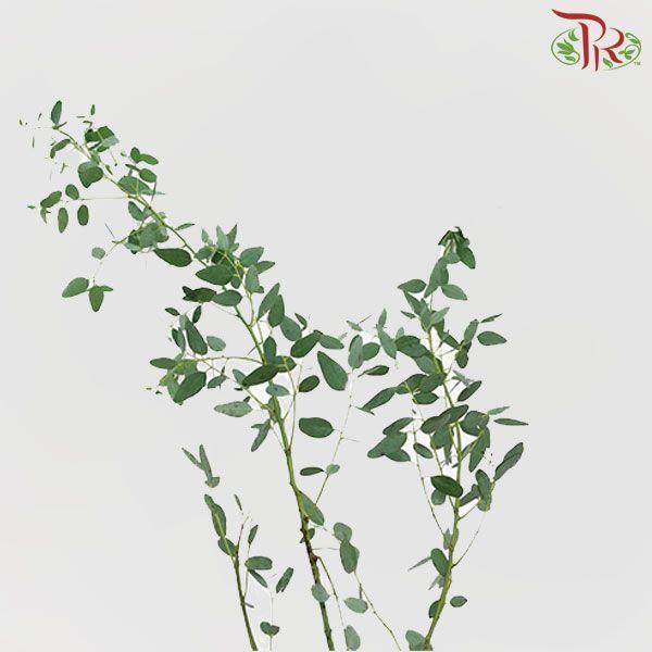 Eucalyptus - Gunni (Per Bunch)-China-prflorist.com.my