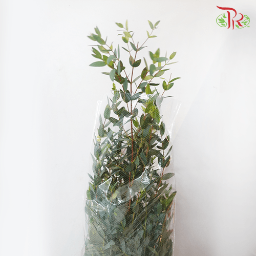 Eucalyptus Mini/Parvifolia (Small Bunch) - (300 Gram)-China-prflorist.com.my