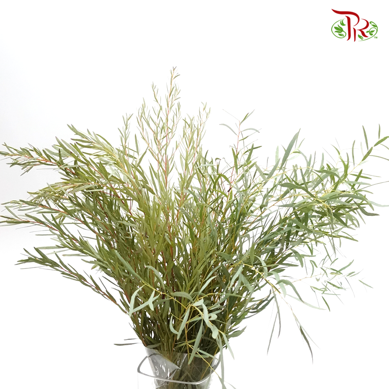 Eucalyptus Nicholii - (Per Bunch)-Green-Netherland-prflorist.com.my