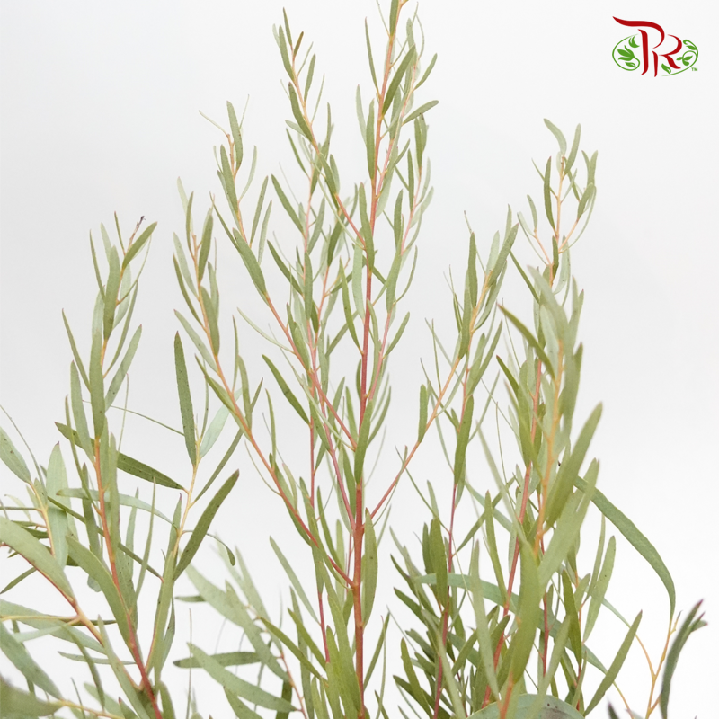 Eucalyptus Nicholii - (Per Bunch)-Green-Netherland-prflorist.com.my