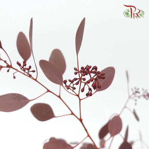 Eucalyptus Populus Berry Red - (120g-150g)-Italy-prflorist.com.my