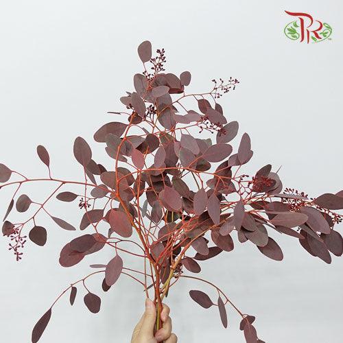 Eucalyptus Populus Berry Red - (120g-150g)-Italy-prflorist.com.my