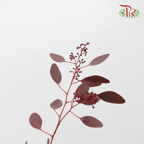 Eucalyptus Populus Berry Red - (120g-150g)-Italy-prflorist.com.my