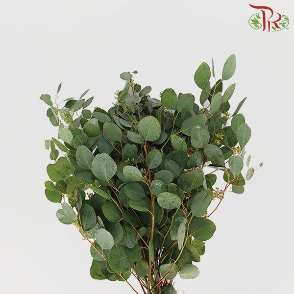 Eucalyptus - Populus With Berry (Per Bunch)-China-prflorist.com.my