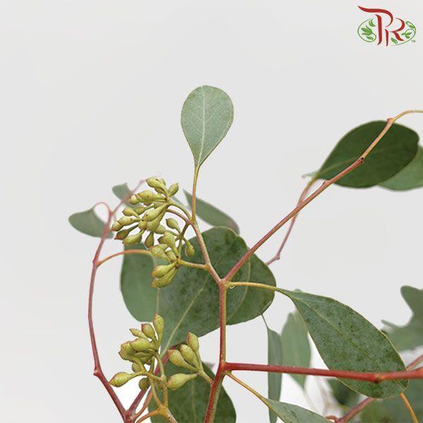 Eucalyptus - Populus With Berry (Per Bunch)-China-prflorist.com.my