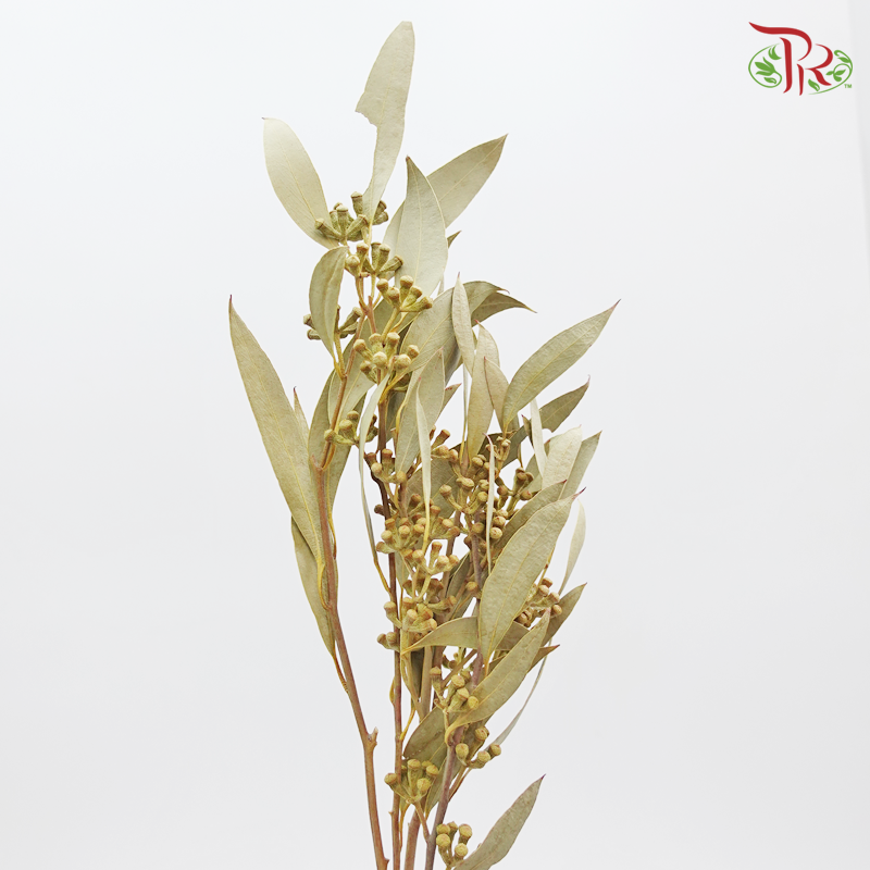 Eucalyptus Sideroxylon Preservative ( 4015-0-700 )-Green-Japan-prflorist.com.my