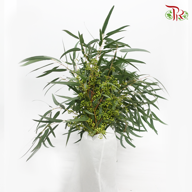 Eucalyptus With Berry (Per Bunch)-Green-China-prflorist.com.my