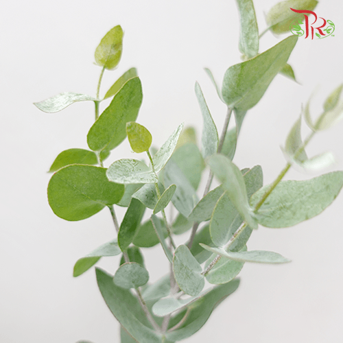 Eucalyptus XL - Per Bunch-Malaysia-prflorist.com.my