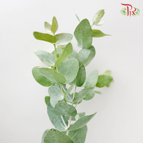 Eucalyptus XL - Per Bunch-Malaysia-prflorist.com.my