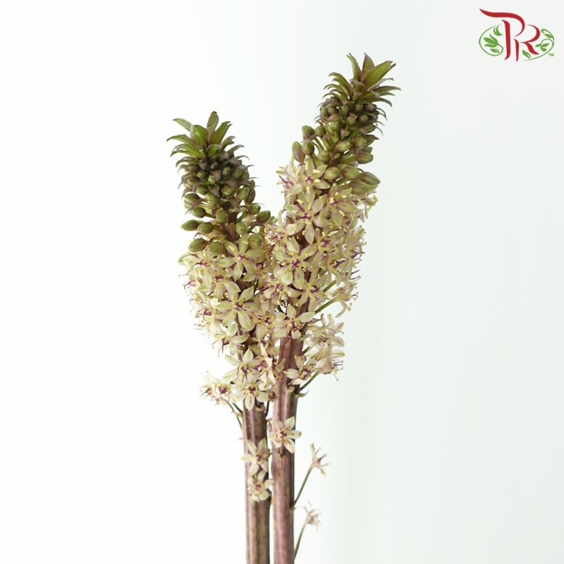 Eucomis - (Per Stem)-Netherland-prflorist.com.my