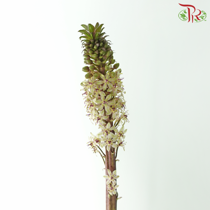 Eucomis - (Per Stem)-Netherland-prflorist.com.my