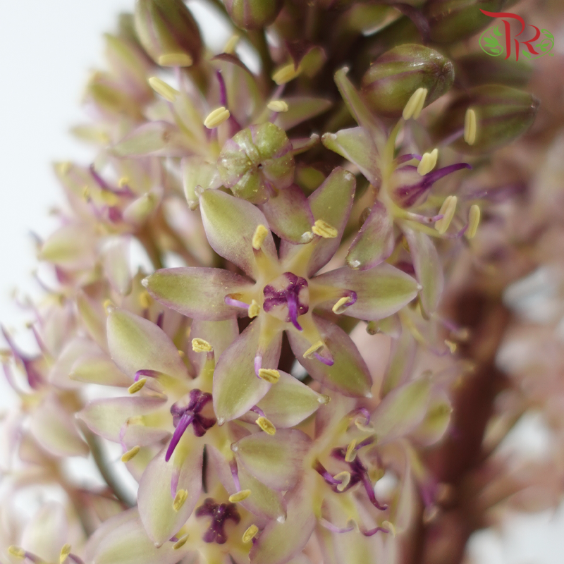 Eucomis - (Per Stem)-Netherland-prflorist.com.my