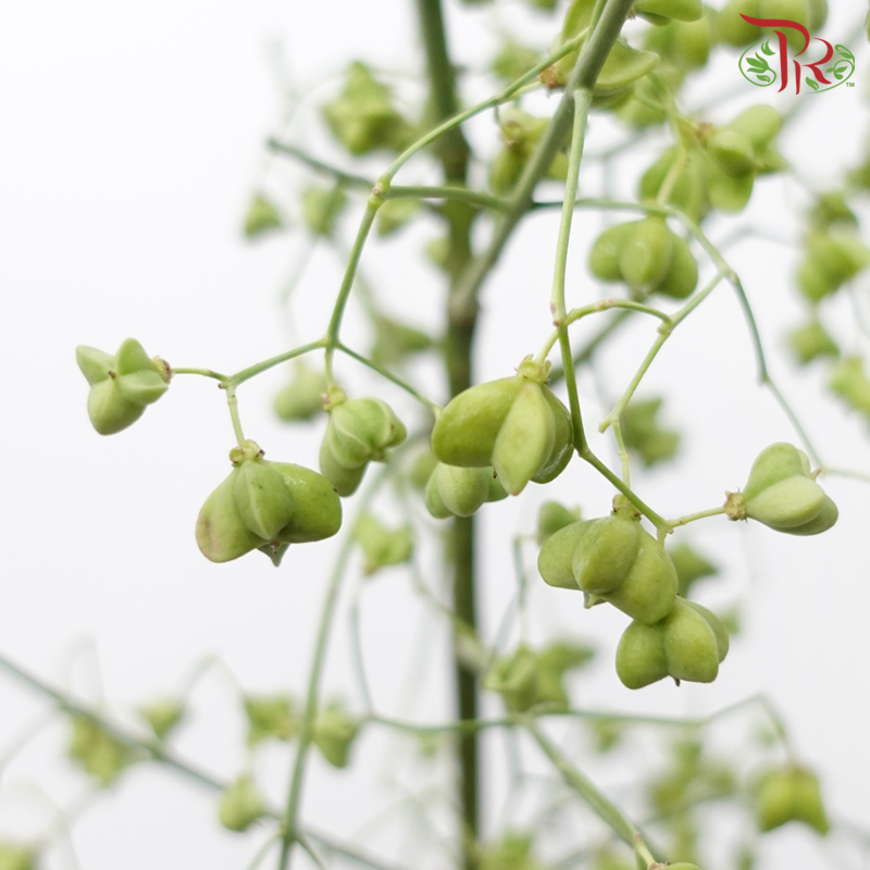 Euonymus Maackii (Bai Du Guo) - Green (Per Bunch)-Green-China-prflorist.com.my