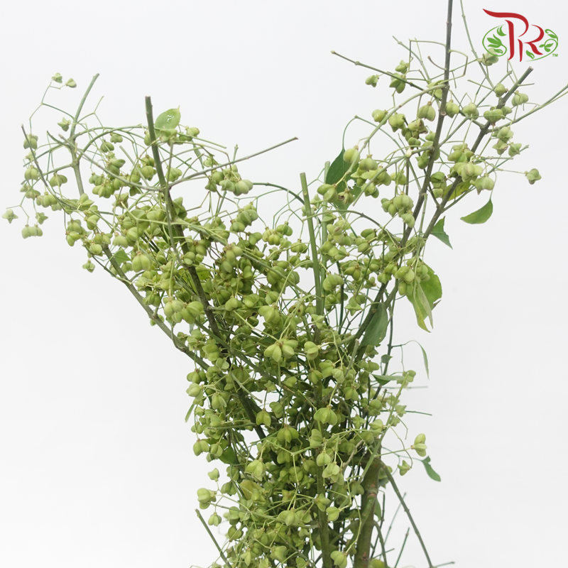 Euonymus Maackii (Bai Du Guo) - Green (Per Bunch)-Green-China-prflorist.com.my