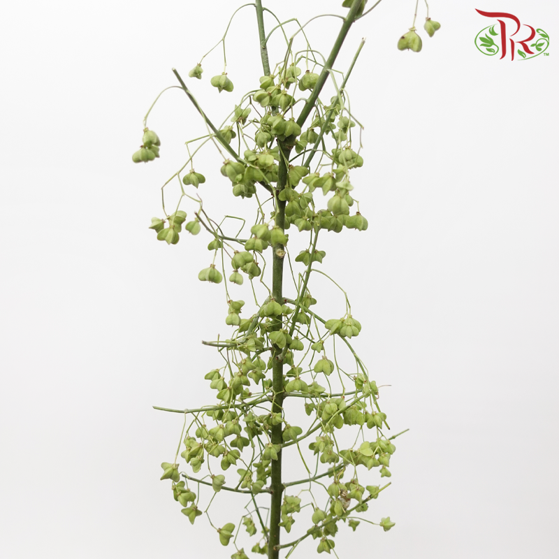 Euonymus Maackii (Bai Du Guo) - Green (Per Bunch)-Green-China-prflorist.com.my