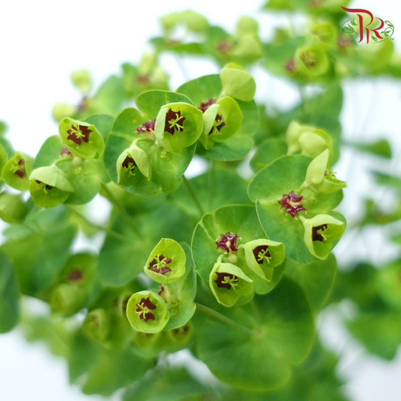 Euphorbia (5 Stems)-Netherland-prflorist.com.my
