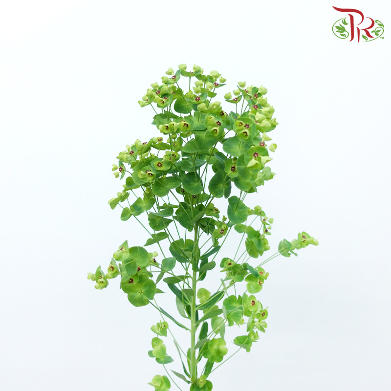 Euphorbia (5 Stems)-Netherland-prflorist.com.my