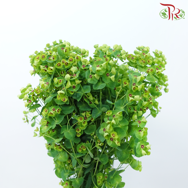 Euphorbia (5 Stems)-Netherland-prflorist.com.my