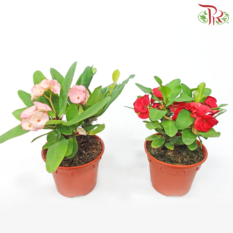 Euphorbia Milii《麒麟花》(RANDOMLY SELECTED)-Pudu Ria Florist-prflorist.com.my