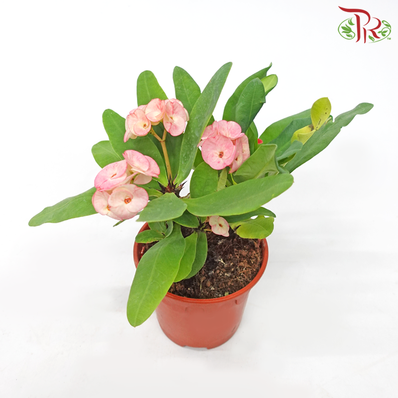 Euphorbia Milii《麒麟花》(RANDOMLY SELECTED)-Pudu Ria Florist-prflorist.com.my