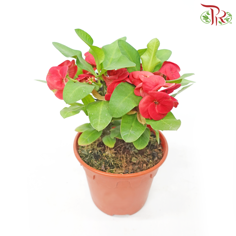 Euphorbia Milii《麒麟花》(RANDOMLY SELECTED)-Pudu Ria Florist-prflorist.com.my