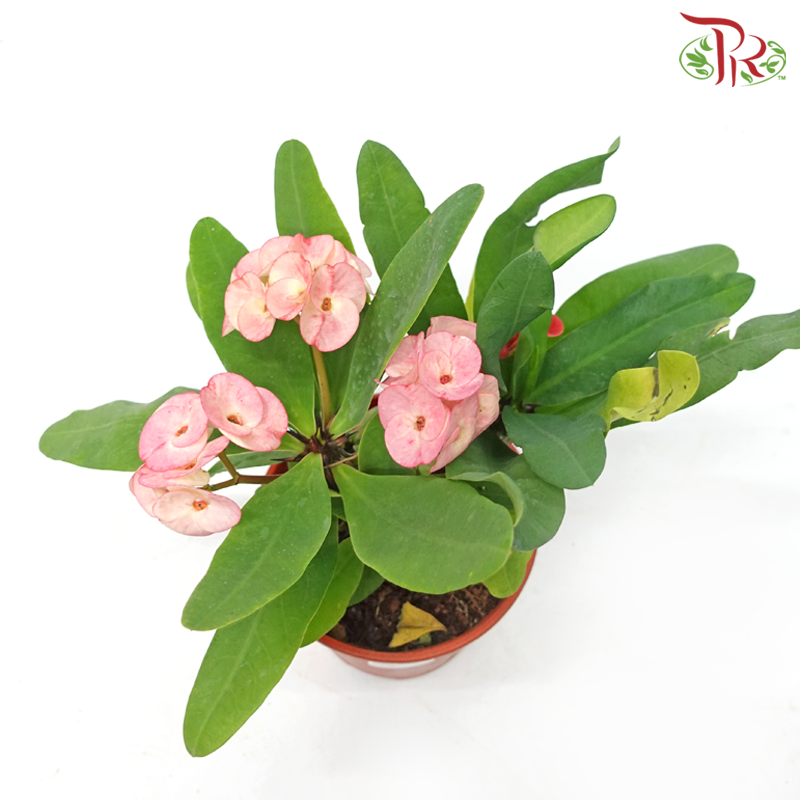 Euphorbia Milii《麒麟花》(RANDOMLY SELECTED)-Pudu Ria Florist-prflorist.com.my