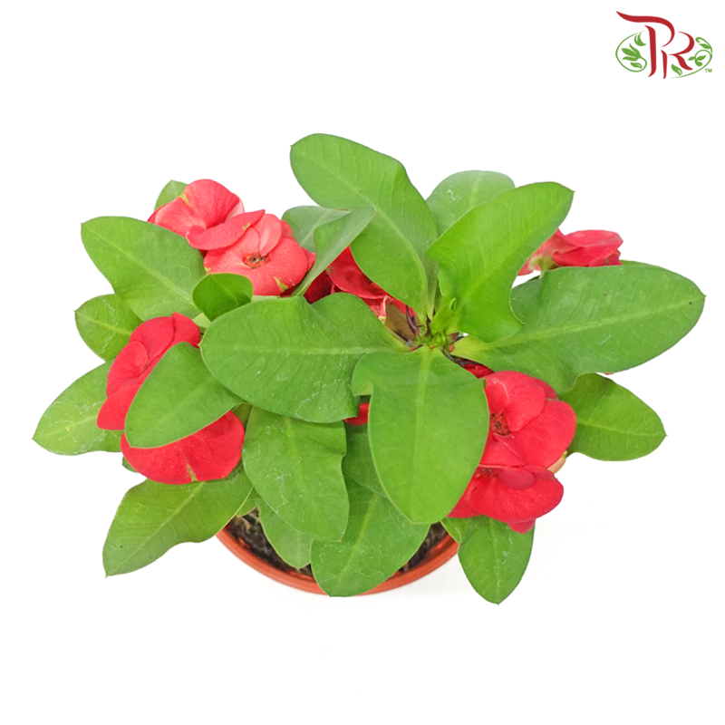 Euphorbia Milii《麒麟花》(RANDOMLY SELECTED)-Pudu Ria Florist-prflorist.com.my