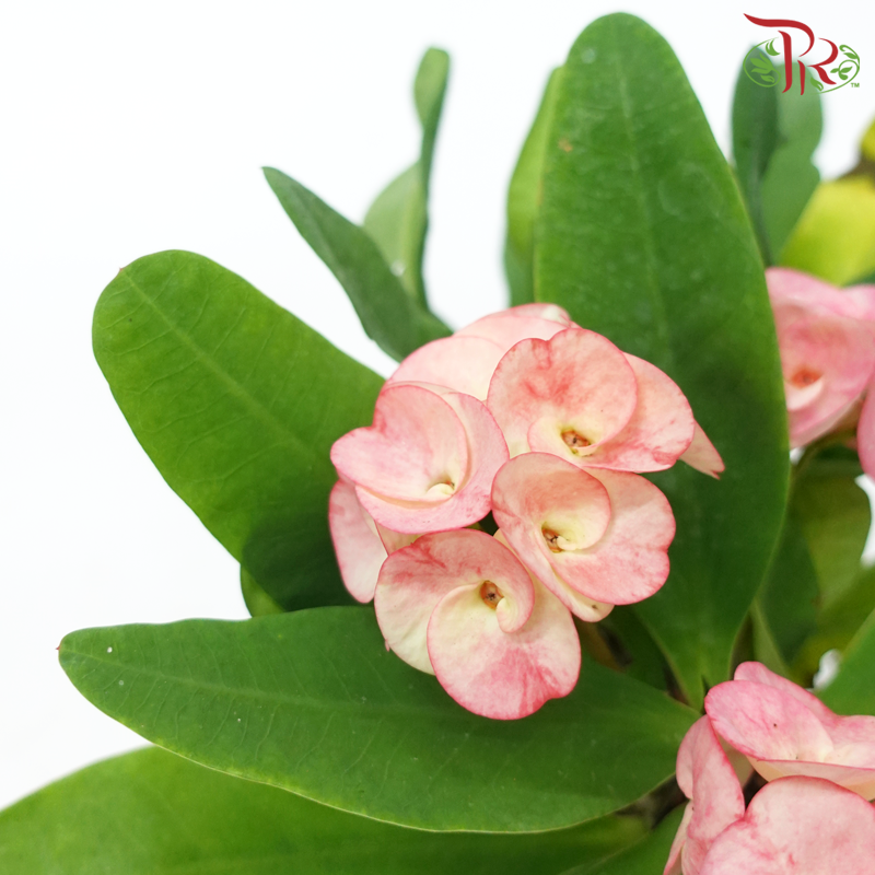 Euphorbia Milii《麒麟花》(RANDOMLY SELECTED)-Pudu Ria Florist-prflorist.com.my