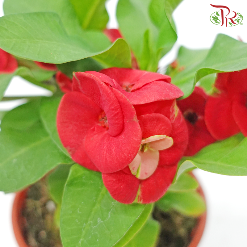 Euphorbia Milii《麒麟花》(RANDOMLY SELECTED)-Pudu Ria Florist-prflorist.com.my