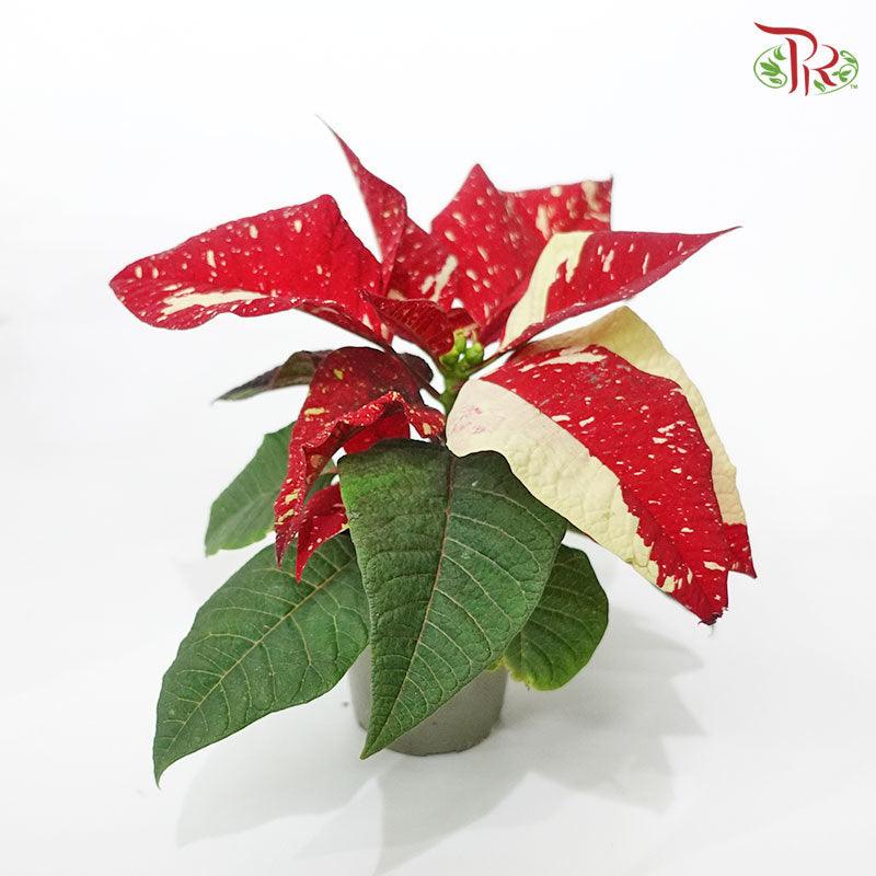 Euphorbia Pulcherrima Superba New Glitter 《圣诞红》-12CM-Pudu Ria Florist-prflorist.com.my