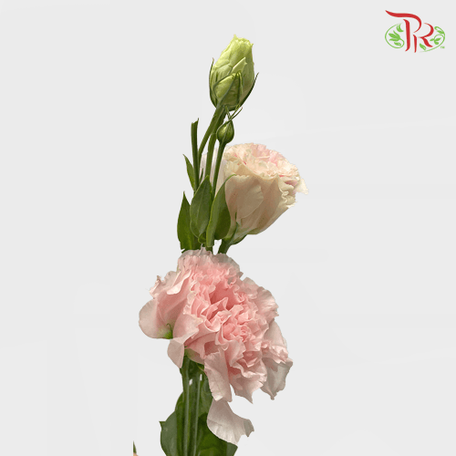Eustoma - Apricot Blush Pink (650-750 Gram)-Pink-China-prflorist.com.my