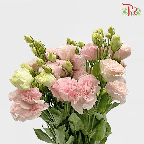 Eustoma - Apricot Blush Pink (650-750 Gram)-Pink-China-prflorist.com.my