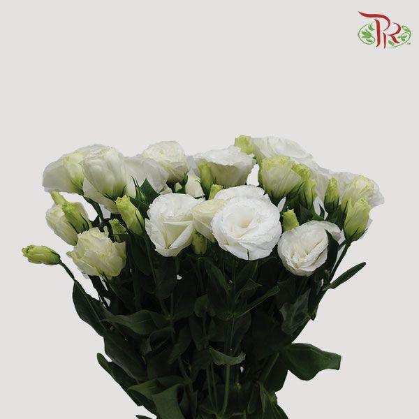 Eustoma Aube 4 Pure White- White (10 Stems)-White-Taiwan-prflorist.com.my