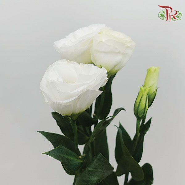 Eustoma Aube 4 Pure White- White (10 Stems)-White-Taiwan-prflorist.com.my