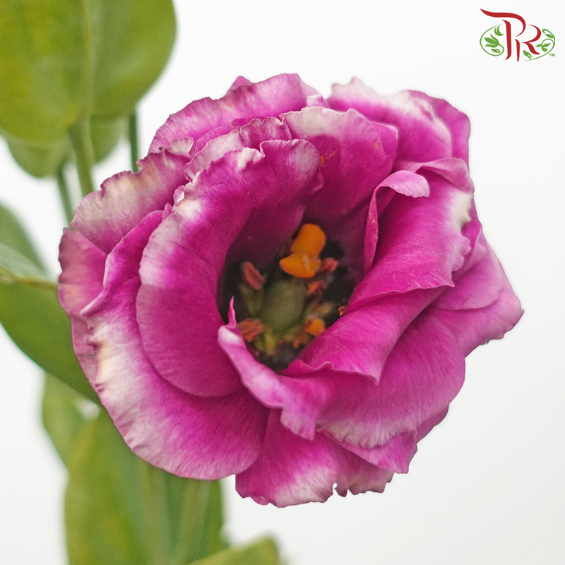 Eustoma - Aube Red (10 Stems)-Aube Red-Taiwan-prflorist.com.my