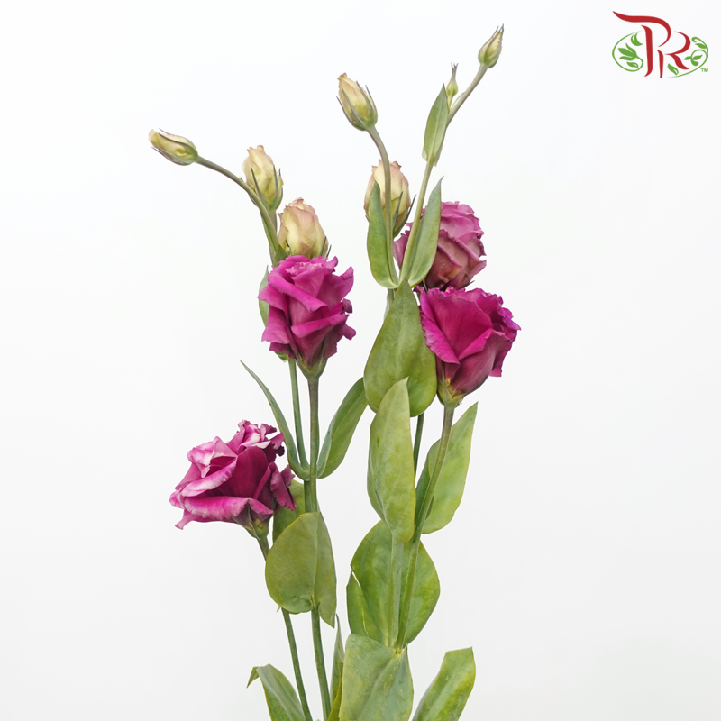 Eustoma - Aube Red (10 Stems)-Aube Red-Taiwan-prflorist.com.my
